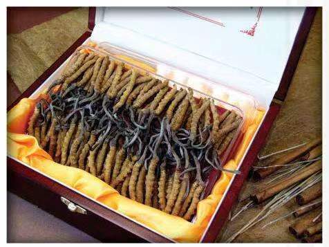 古浪冬虫夏草回收